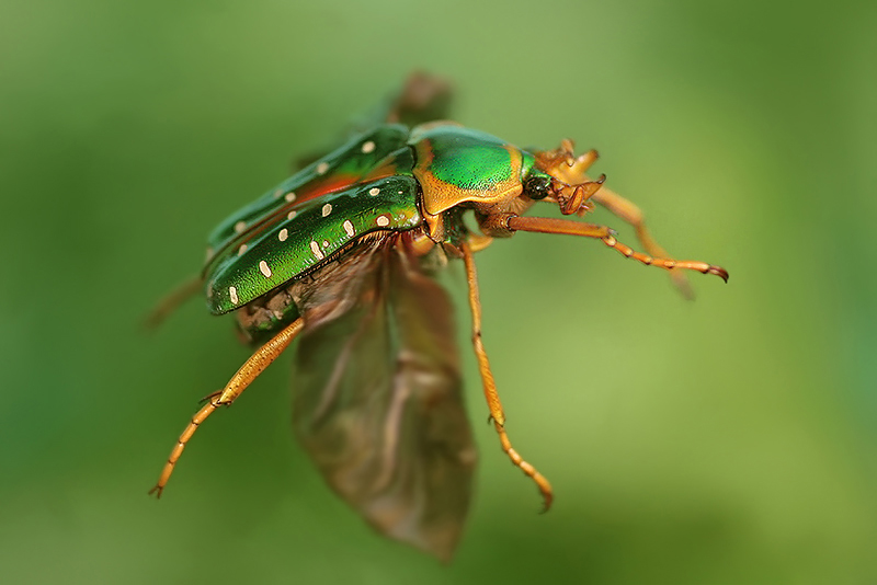 Zlatohlávek (Stephanorrhina guttata)