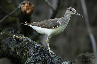 Vodouš bahenní (Tringa glareola)