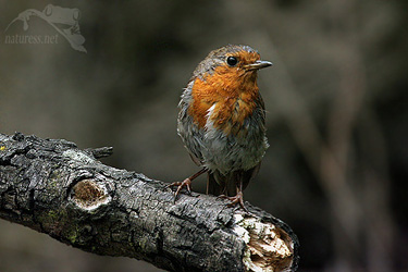 Červenka obecná (Erithacus rubecula)  