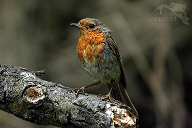 Červenka obecná (Erithacus rubecula)  