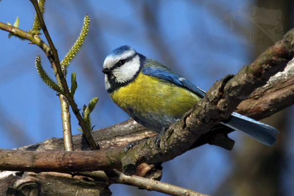 Sýkora modřinka (Parus caeruleus)