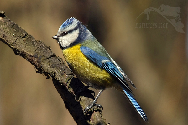 Sýkora modřinka (Parus caeruleus)