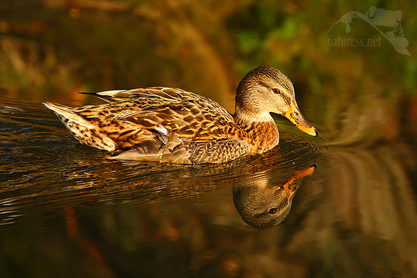 Kachna divoká (Anas platyrhynchos)