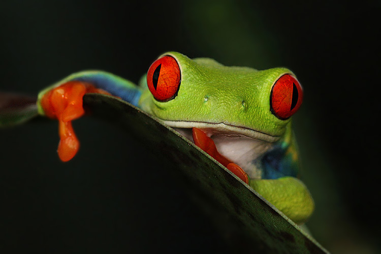 Listovnice červenooká,nádherná (Agalychnis callidryas, Hyla callidryas Cope 1862)