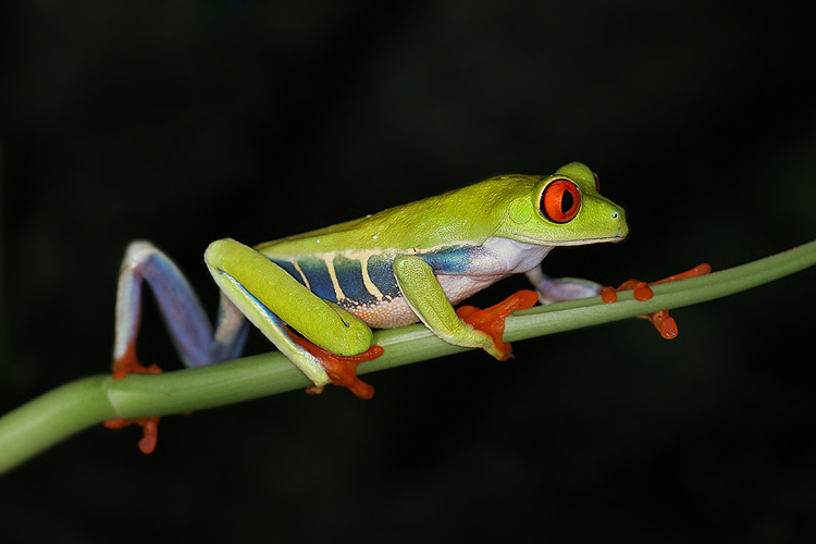 Listovnice červenooká,nádherná (Agalychnis callidryas, Hyla callidryas Cope 1862)