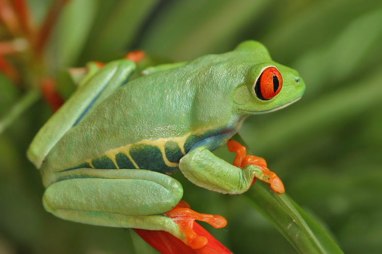 Listovnice červenooká,nádherná (Agalychnis callidryas, Hyla callidryas Cope 1862)