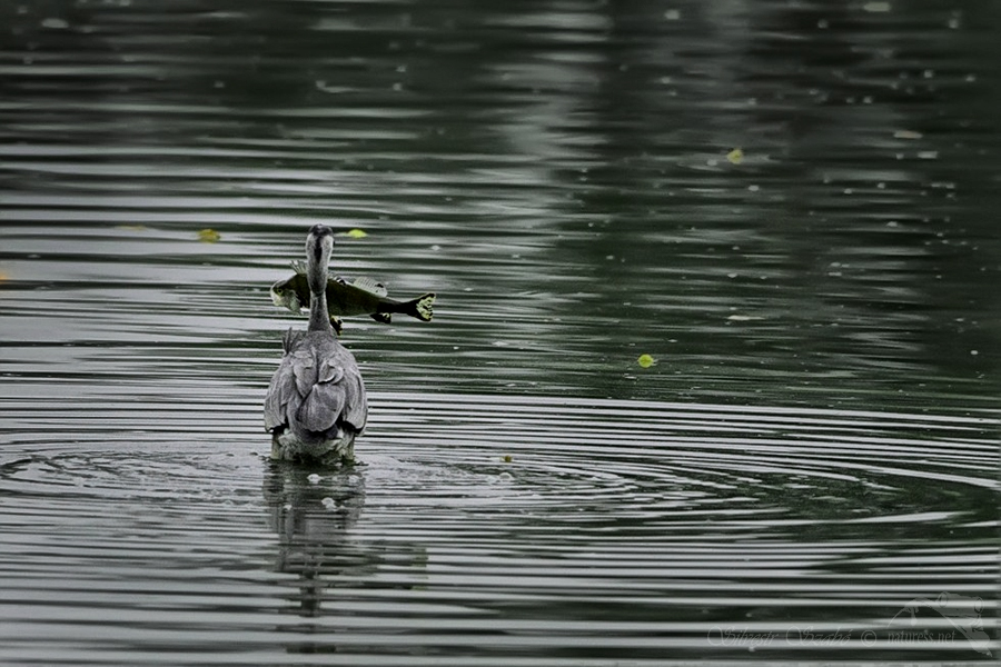 Volavka popelavá (Ardea cinerea)