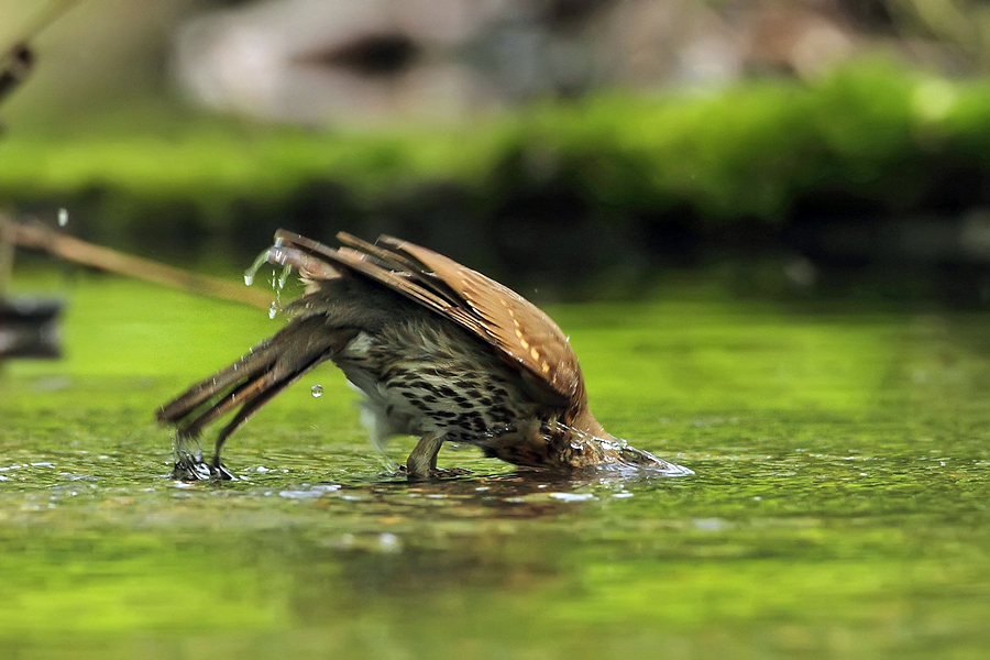 Drozd zpěvn&yacute; (Turdus philomelos)