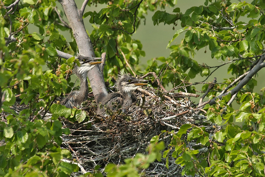  Volavka popelav&aacute; (Ardea cinerea)