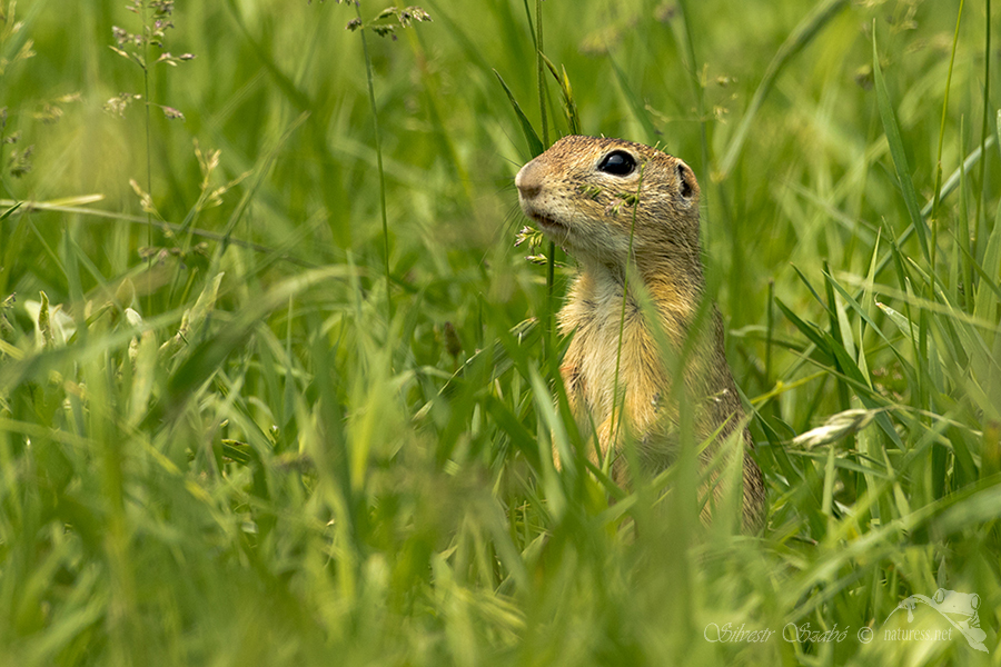 Sysel obecn&yacute; (Spermophilus citellus)