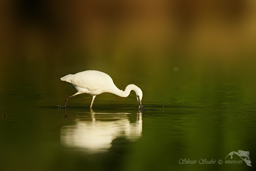 Volavka stříbřitá (Egretta garzetta) 